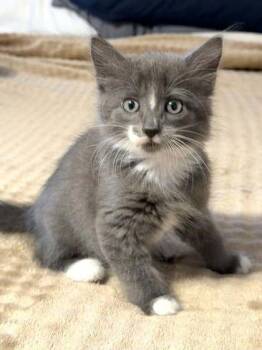 SnoCap -  Domestic Short Hair Cat for Adoption in Wilmington Island, Georgia - SnoCap | PetCurious