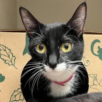 Domestic Short Hair Cats Available for Adoption - Carolina | PetCurious