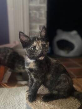 Celcius -  Domestic Short Hair Cat for Adoption in Dayton, Ohio - Celcius | PetCurious