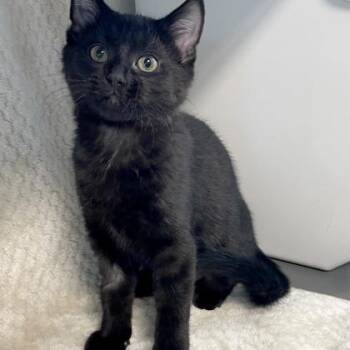 Domestic Short Hair Cats Available for Adoption - Josephine Baker | PetCurious