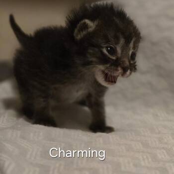 Domestic Short Hair Cats Available for Adoption in Franklin, North Carolina - Prince Charming | PetCurious