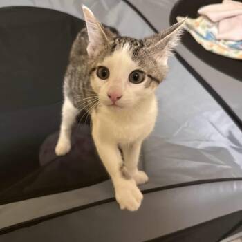 Polynesia -  Domestic Short Hair Cat for Adoption in Greenfield, Indiana - Polynesia | PetCurious