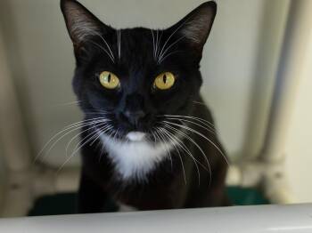 Chin -  Tuxedo and Domestic Short Hair Cat for Adoption in Republic, Washington - Chin | PetCurious