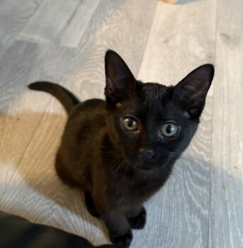 Licorice -  Domestic Short Hair Cat for Adoption in Albuquerque, New Mexico - Licorice | PetCurious