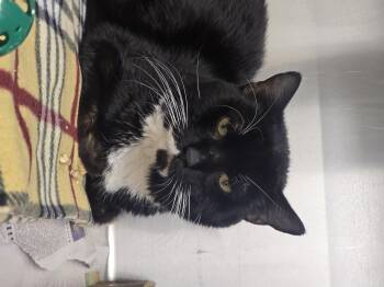 Rescue Domestic Short Hair Cats for Adoption in Edison, New Jersey - Gary | PetCurious