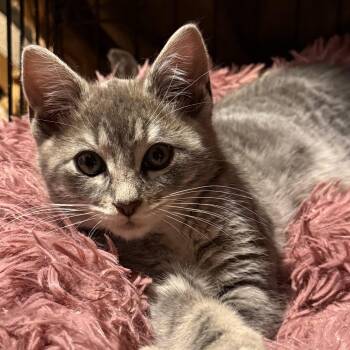 Denver -  Domestic Short Hair Cat for Adoption in Rochester, Washington - Denver | PetCurious