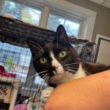 Domestic Short Hair Cats Available for Adoption in Attleboro, Massachusetts - Waverly Grace | PetCurious