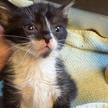 Domino -  Domestic Short Hair Cat for Adoption in Tuscaloosa, Alabama - Domino | PetCurious