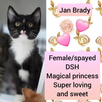 Jan Brady -  Domestic Short Hair Cat for Adoption in Beaverton, Oregon - Jan Brady | PetCurious