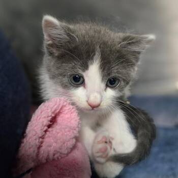 Chicken Alfredo -  Domestic Short Hair Cat for Adoption in San Jacinto, California - Chicken Alfredo | PetCurious