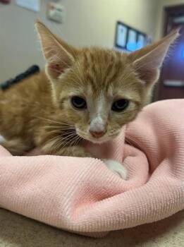 MANGO -  Domestic Short Hair Cat for Adoption in Thousand Palms, California - MANGO | PetCurious