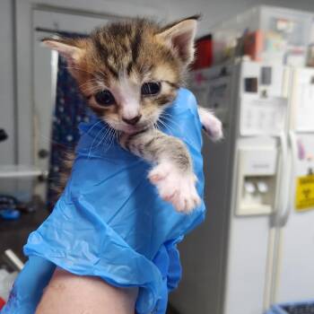 Green -  Domestic Short Hair Cat for Adoption in Summerville, South Carolina - Green | PetCurious