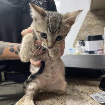 Ketchup -  Domestic Short Hair Cat for Adoption in Dickinson, Texas - Ketchup | PetCurious