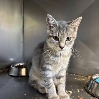 Cody -  Domestic Short Hair Cat for Adoption in King George, Virginia - Cody | PetCurious