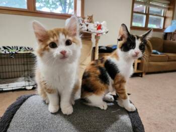 Firecracker (bonded to America) -  Domestic Short Hair Cat for Adoption in Wheaton, Illinois - Firecracker (bonded To America) | PetCurious