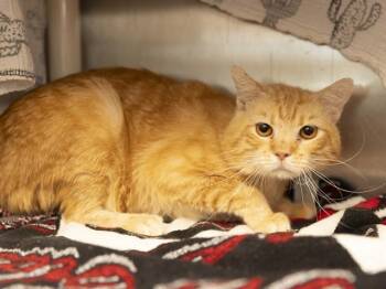 KRISTOFF -  Domestic Short Hair Cat Available for Adoption in Phoenix, Arizona - KRISTOFF | PetCurious