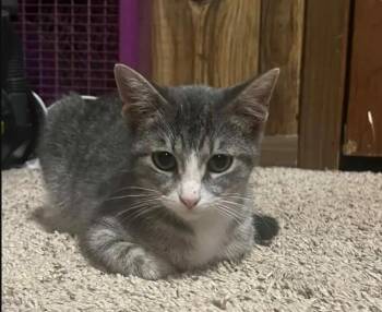 Domestic Short Hair Cats Available for Adoption in Tulsa, Oklahoma - Mitzy | PetCurious