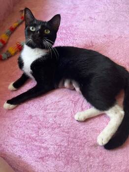 Lappi -  Domestic Short Hair Cat for Adoption - Lappi | PetCurious