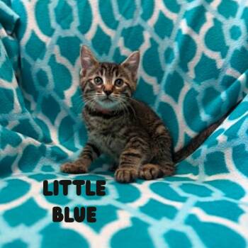 Little Blue (Holland Cat Cove) -  Domestic Short Hair Cat for Adoption in West Olive, Michigan - Little Blue (Holland Cat Cove) | PetCurious