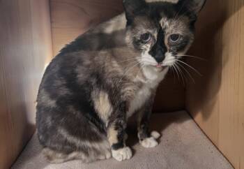 Sofie (Camera shy) -  Siamese and Domestic Short Hair Cat for Adoption in Chuckey, Tennessee - Sofie (Camera Shy) | PetCurious