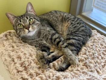 Domestic Short Hair Cats Available for Adoption in Downers Grove, Illinois - Sangria | PetCurious