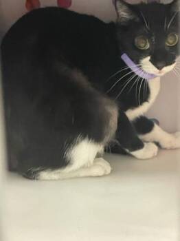 HOPE -  Domestic Short Hair Cat for Adoption in West Palm Beach, Florida - HOPE | PetCurious