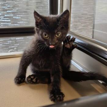 Domestic Short Hair Cats Available for Adoption in Dubuque, Iowa - Vermouth | PetCurious