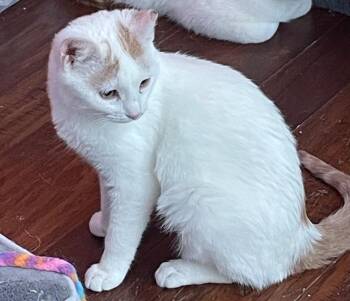 Domestic Short Hair Cats Available for Adoption - Lucy | PetCurious