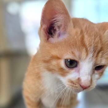 Velveeta -  Domestic Short Hair Cat for Adoption in Chapel Hill, North Carolina - Velveeta | PetCurious