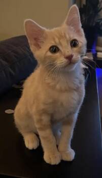 ICELAND -  Domestic Short Hair Cat for Adoption in Broomfield, Colorado - ICELAND | PetCurious