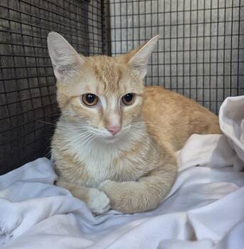 Domestic Short Hair Cats Available for Adoption in San Antonio, Texas - A810535 | PetCurious