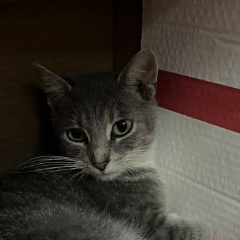 Lucian -  Domestic Short Hair Cat for Adoption in Marion, Illinois - Lucian | PetCurious