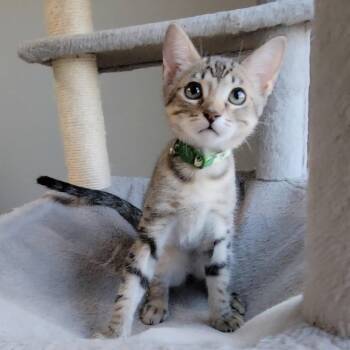 Kenai -  Domestic Short Hair Cat for Adoption in Litchfield Park, Arizona - Kenai | PetCurious