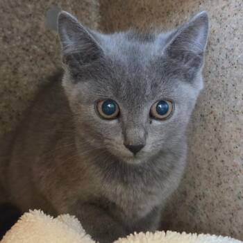Private -  Domestic Short Hair Cat for Adoption in Asheville, North Carolina - Private | PetCurious