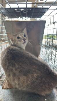 Duarte Feral 4 -  Domestic Short Hair Cat for Adoption in New Braunfels, Texas - Duarte Feral 4 | PetCurious