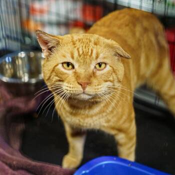 Domestic Short Hair Cats Available for Adoption - Gregory | PetCurious