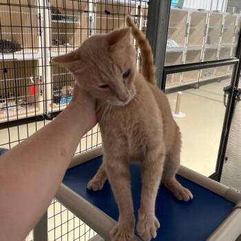 Rescue Tabby Cats for Adoption in Clarksville, Virginia - Weaver | PetCurious