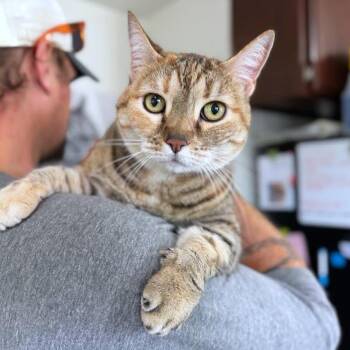 American Shorthair Cats Available for Adoption in Ramona, California - Gracie | PetCurious