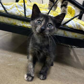 Peanut-5945 -  Domestic Short Hair Cat for Adoption in Tyler, Texas - Peanut-5945 | PetCurious
