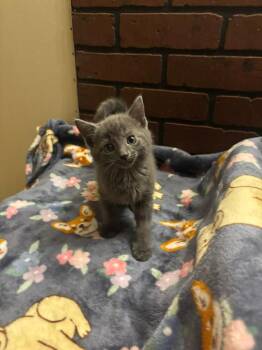 Spaghetti -  Domestic Short Hair Cat for Adoption in Hillsboro, Ohio - Spaghetti | PetCurious