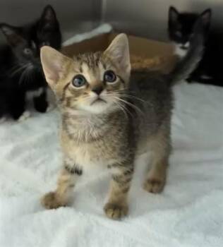 Domestic Short Hair Cats Available for Adoption in Fort Walton Beach, Florida - PONY | PetCurious