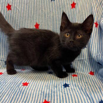 Joker -  Domestic Short Hair Cat Available for Adoption in Kittanning, Pennsylvania - Joker | PetCurious