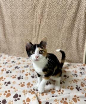 Donut -  Domestic Short Hair Cat for Adoption in Upper Sandusky, Ohio - Donut | PetCurious