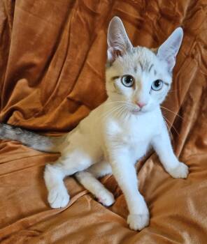 TOVA -  Siamese Cat for Adoption in Frederick, Maryland - TOVA | PetCurious
