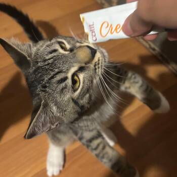 Fern -  Domestic Short Hair Cat for Adoption in Los Angeles, California - Fern | PetCurious