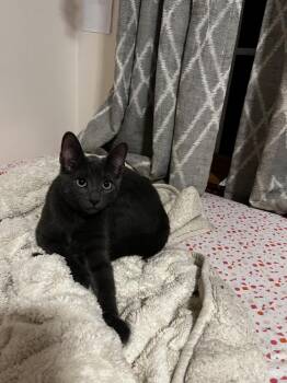 Pinto -  Domestic Short Hair Cat for Adoption in Duxbury, Massachusetts - Pinto | PetCurious