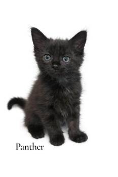 Domestic Medium Hair Cats Available for Adoption in Stevensville, Michigan - Panther | PetCurious