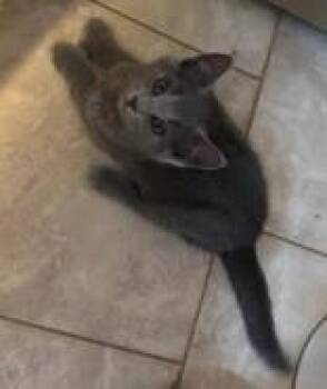 Nooba (polydactyl & bonded with Meeko) -  Domestic Short Hair Cat for Adoption in Pickering, Ontario - Nooba (polydactyl & Bonded With Meeko) | PetCurious