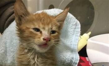 Domestic Short Hair Cats Available for Adoption in Riverside, California - CHILE | PetCurious