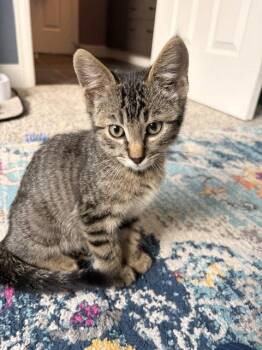 Dr. Robert F. Thomas -  Domestic Short Hair Cat for Adoption in Denver, Colorado - Dr. Robert F. Thomas | PetCurious